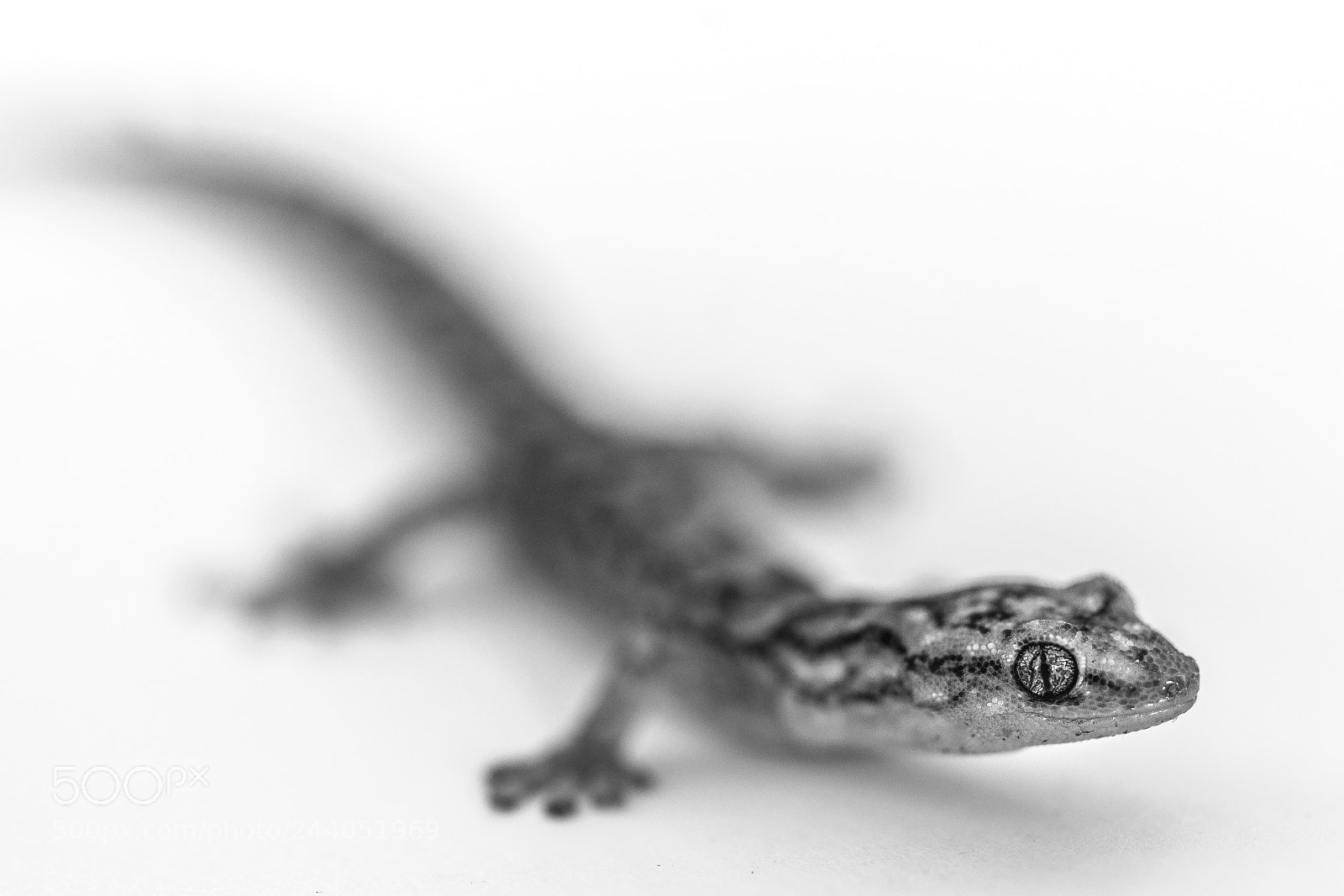 Sony a7R II sample photo. Gekko photography