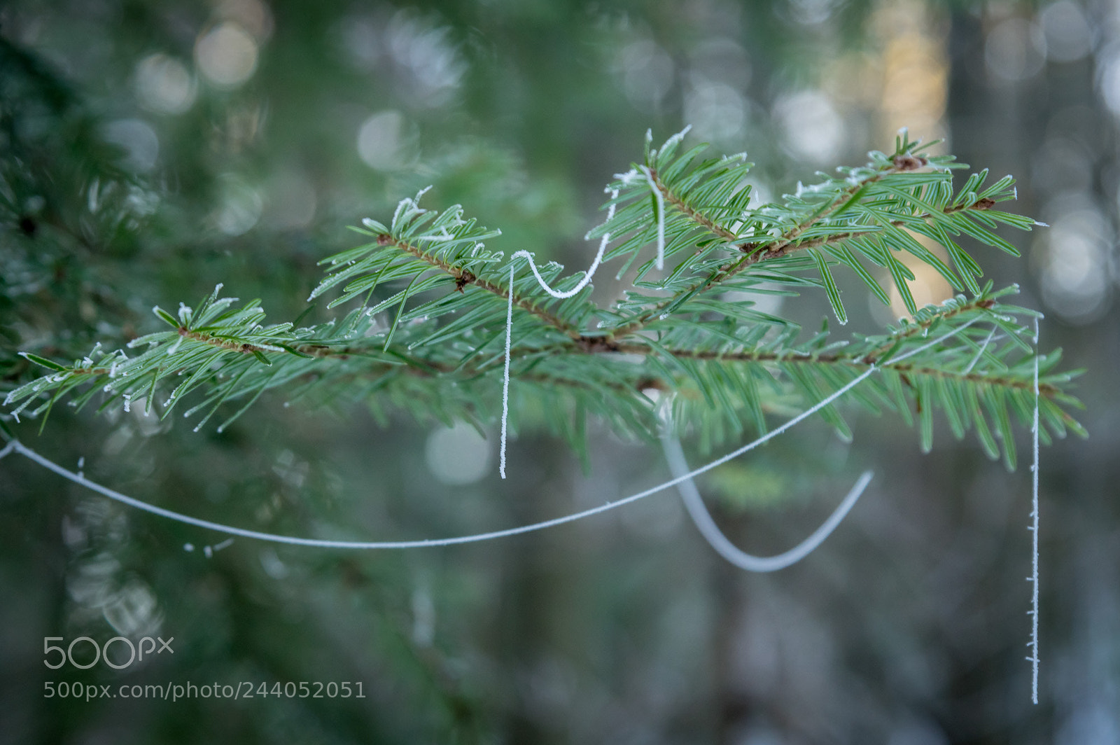 Pentax K-3 sample photo. Frozen spider web photography