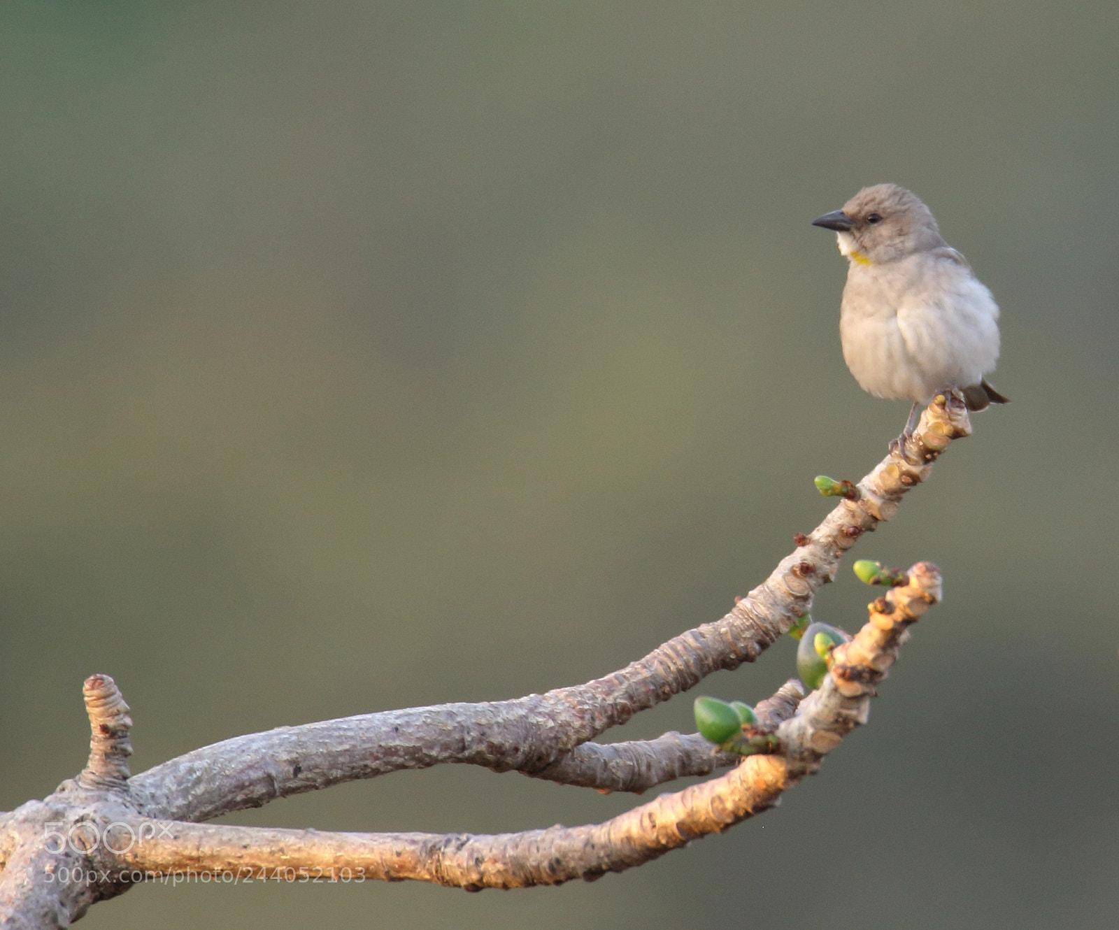 Canon EOS 1200D (EOS Rebel T5 / EOS Kiss X70 / EOS Hi) sample photo. Chestnut shouldered petronia photography