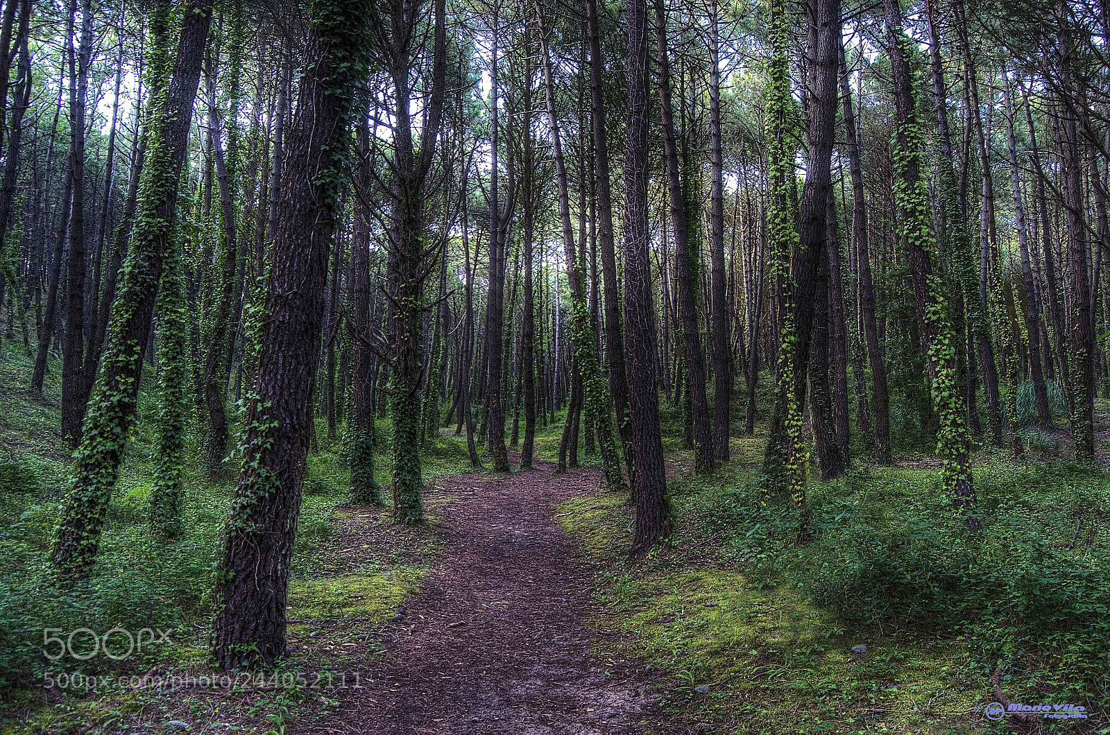 Nikon D5100 sample photo. Camino photography