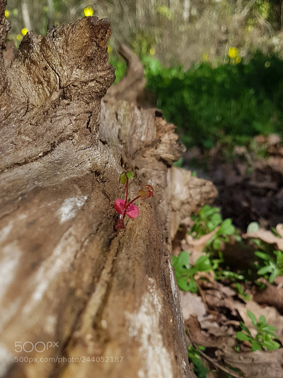 Samsung Galaxy S7 sample photo. Life before death photography