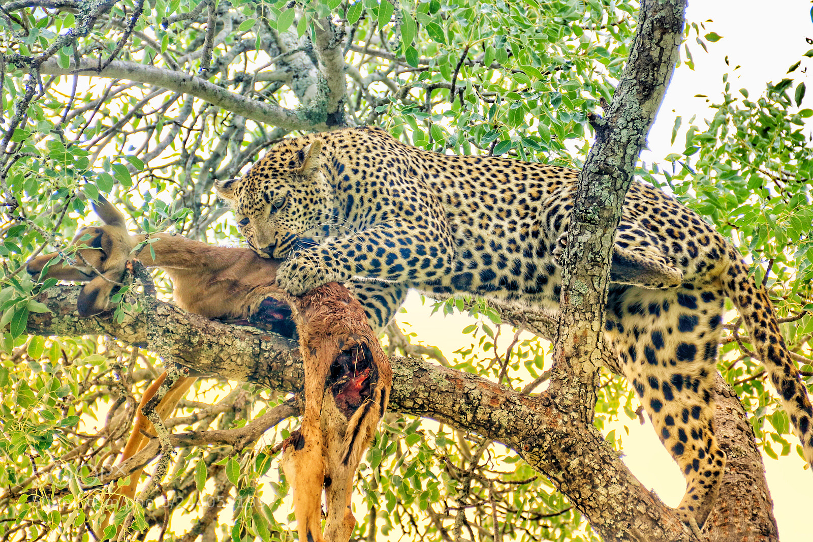 Canon EOS 750D (EOS Rebel T6i / EOS Kiss X8i) sample photo. Leopard on the prowl photography