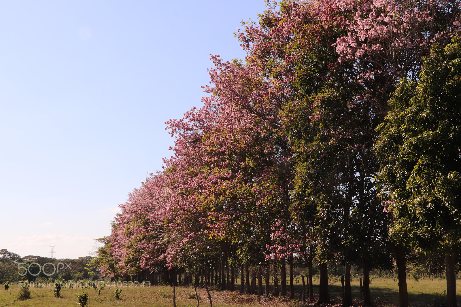 Canon EOS 77D (EOS 9000D / EOS 770D) sample photo. Oak tree flowers photography