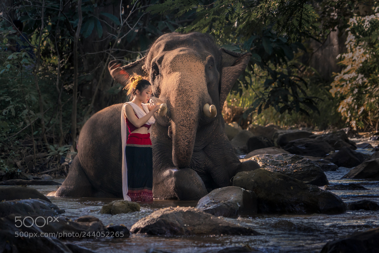 Sony a7R sample photo. Lives with elephants photography
