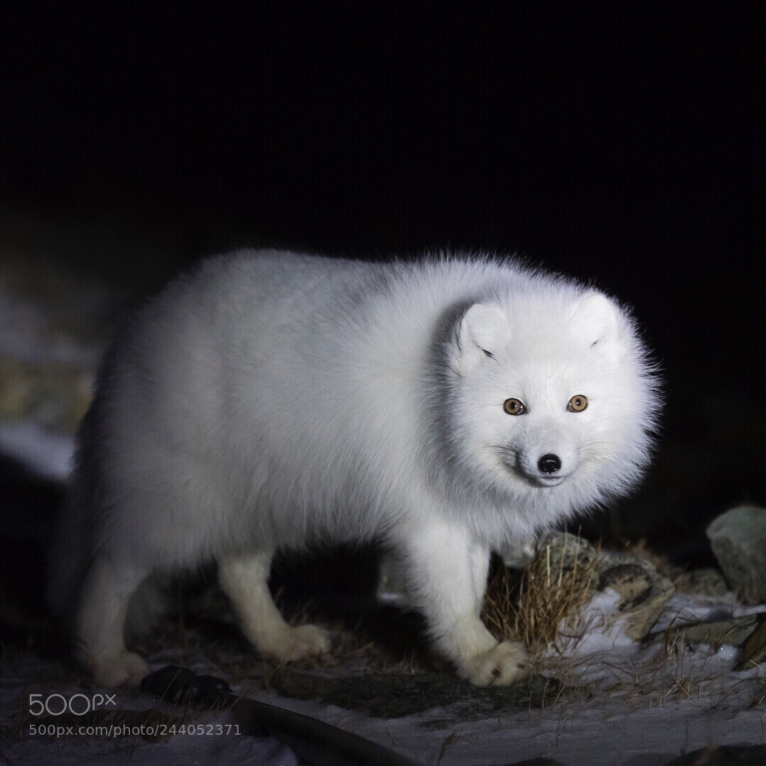 Canon EOS-1D X Mark II sample photo. Arctic fox, longyearbyen and photography
