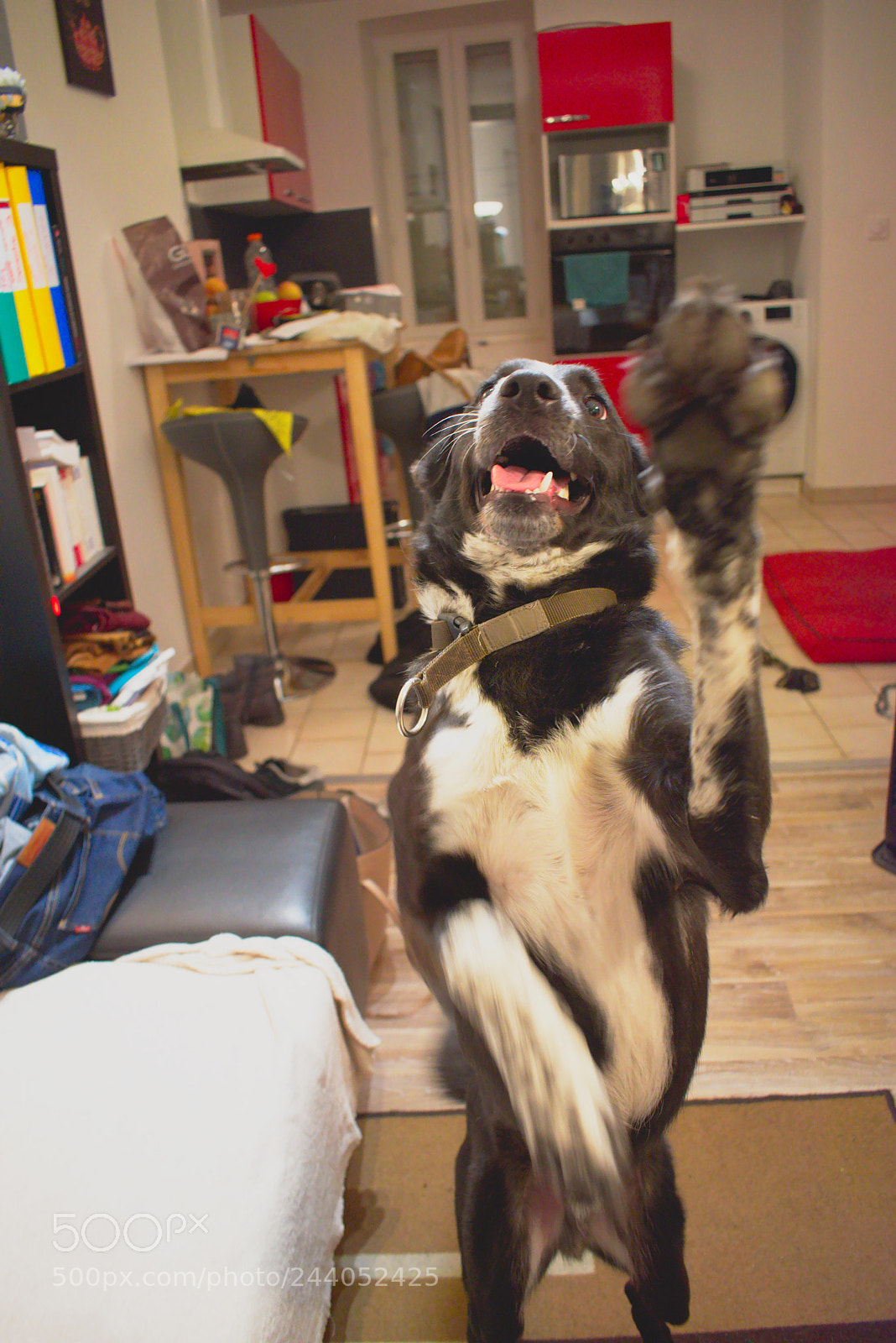 Nikon D5600 sample photo. Look, i can dance photography