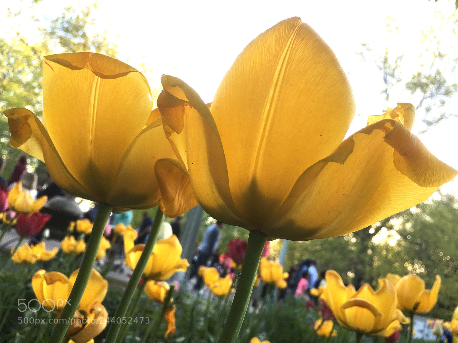 Apple iPhone 6s Plus sample photo. Untitled photography