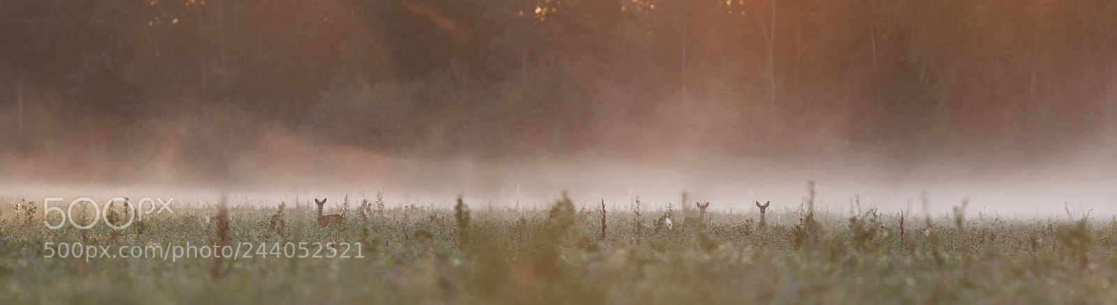 Canon EOS-1D Mark IV sample photo. Misty morning in the photography