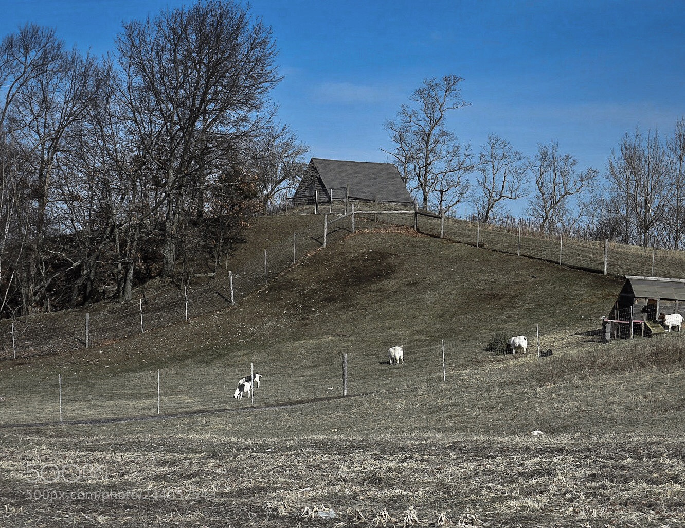 Nikon D7200 sample photo. Some goats photography