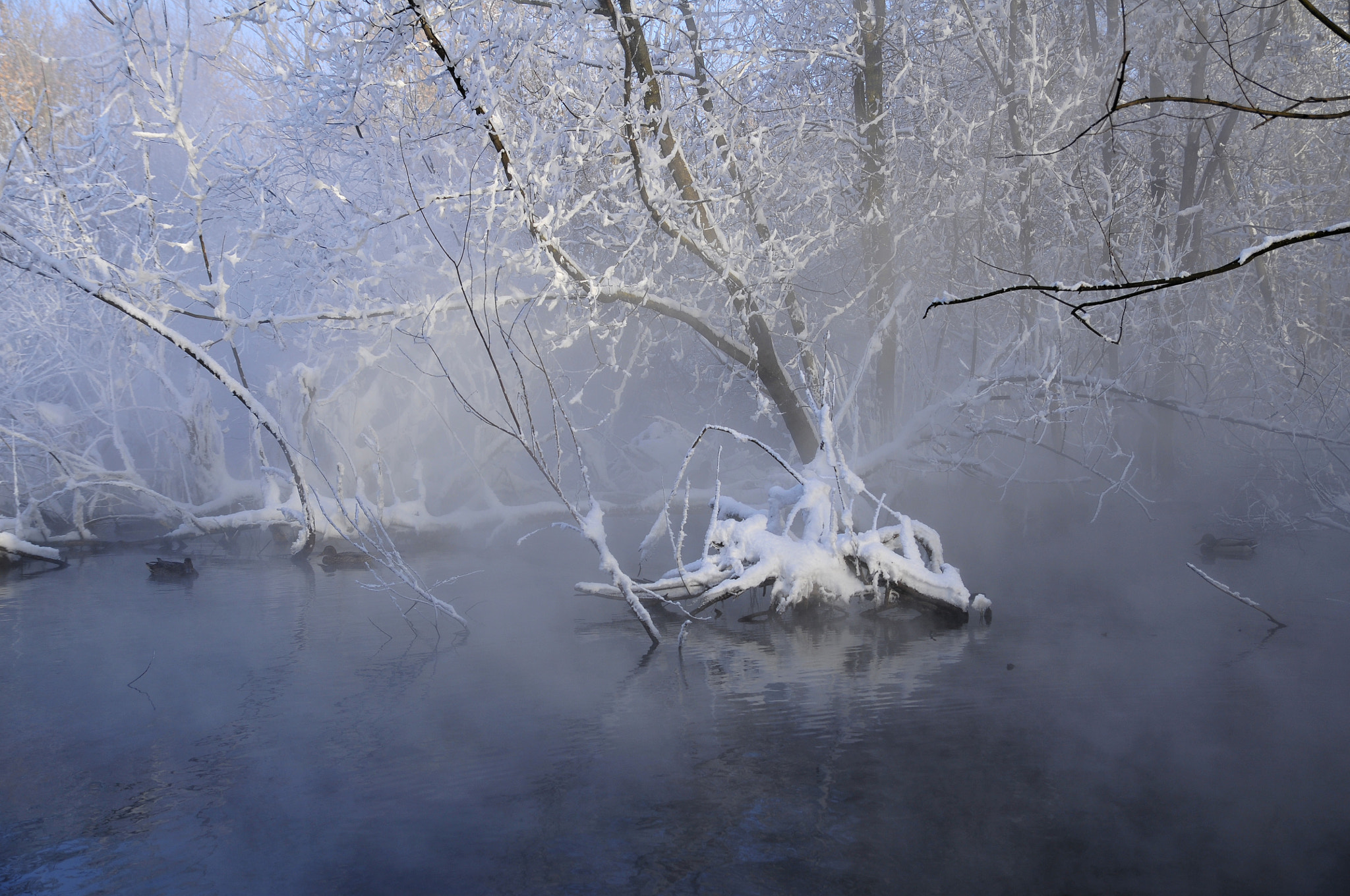 Nikon D300S sample photo. Winter dream photography