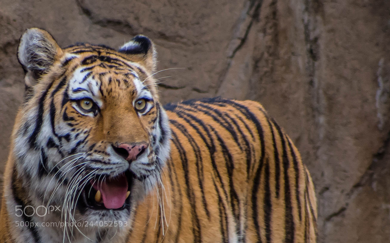 Olympus OM-D E-M5 sample photo. Favorite cat photography