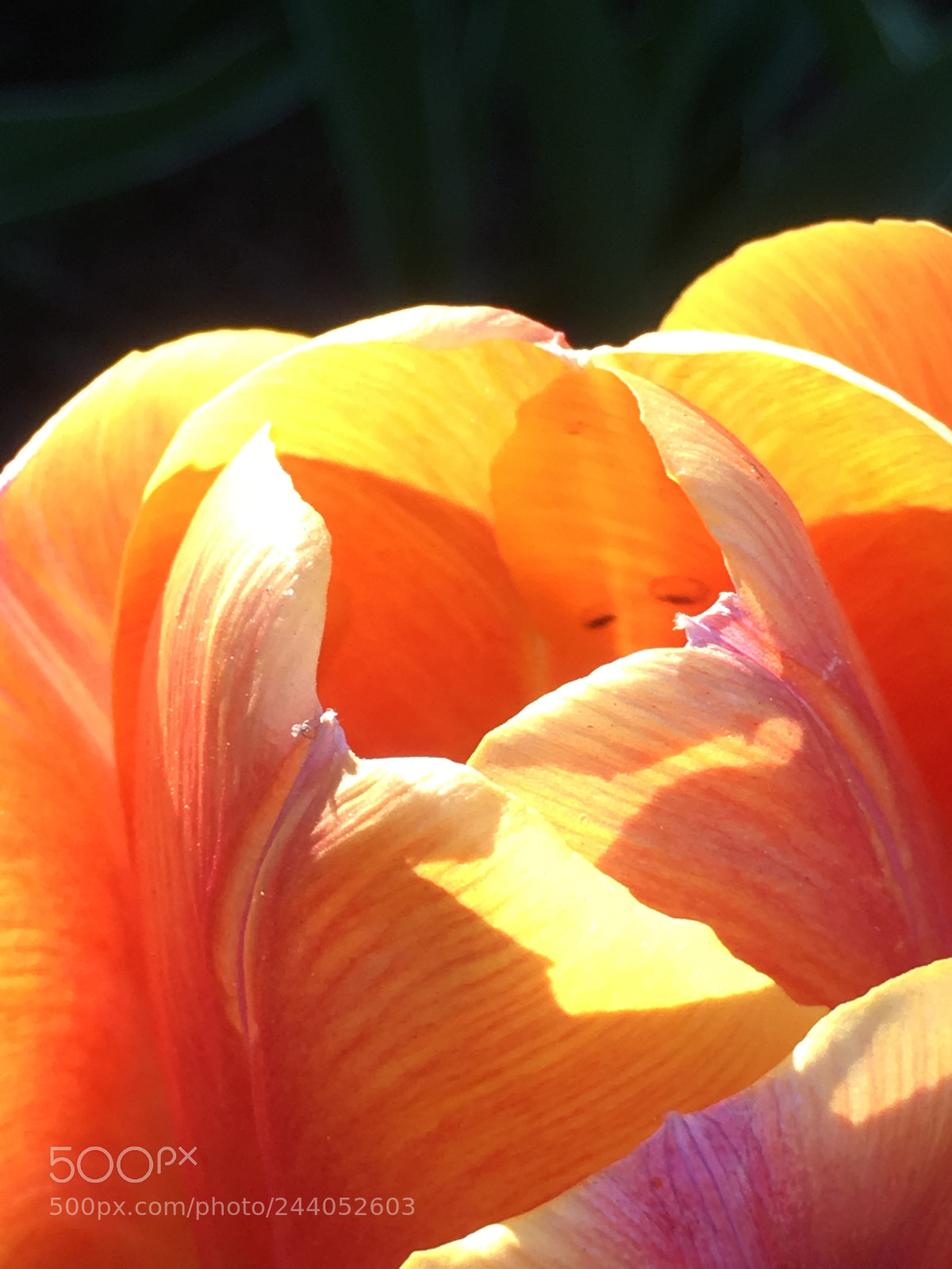 Apple iPhone 6s Plus sample photo. Untitled photography