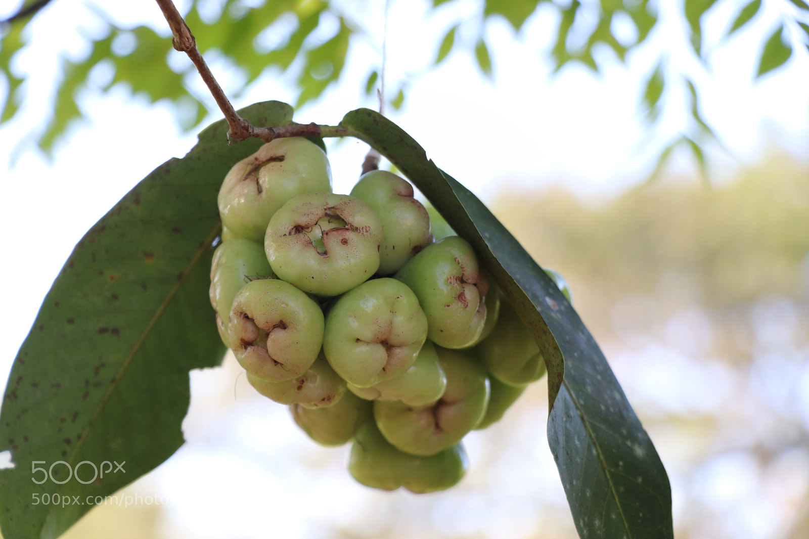 Canon EOS 77D (EOS 9000D / EOS 770D) sample photo. Pear fruit photography