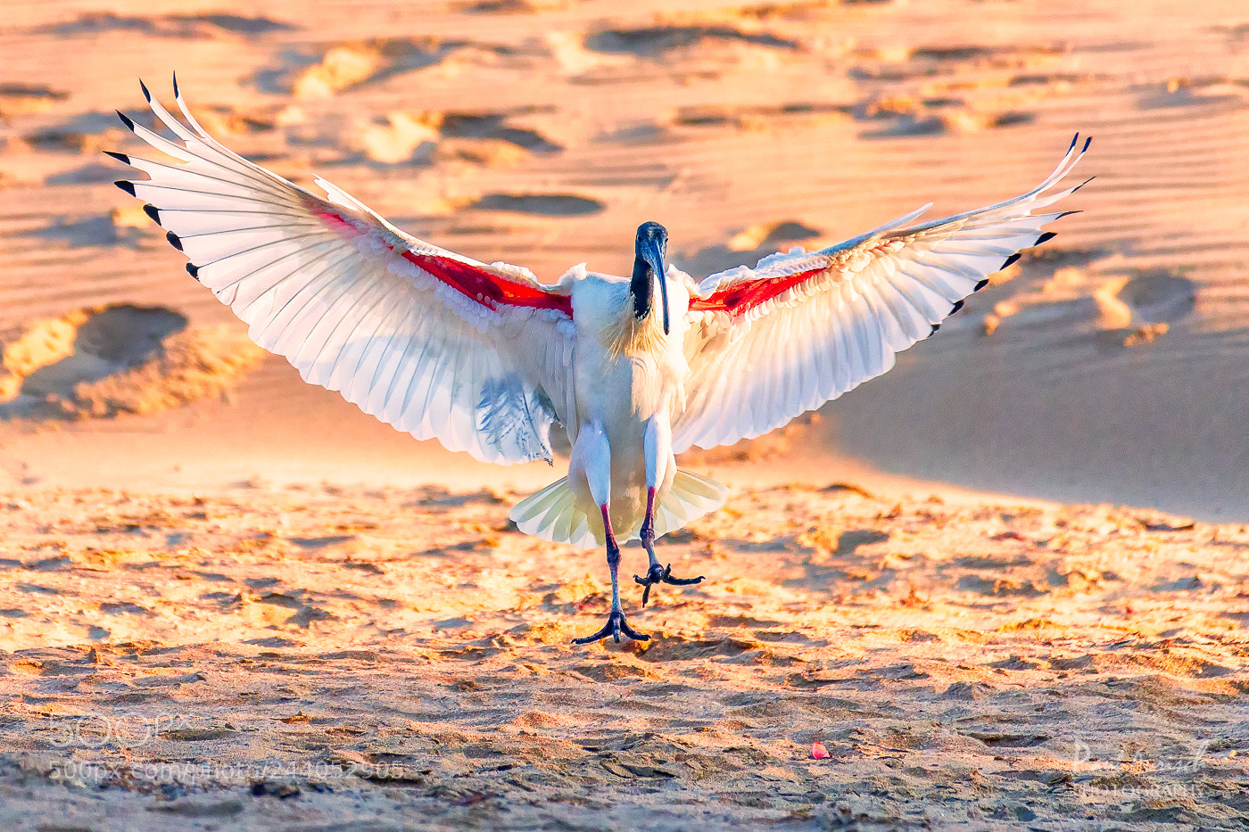 Nikon D500 sample photo. The ibis has landed photography