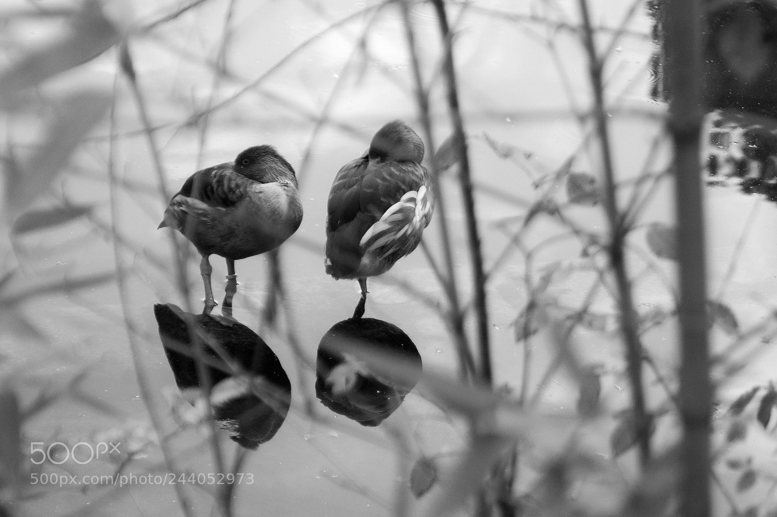 Canon EOS 30D sample photo. Sleeping ducks photography
