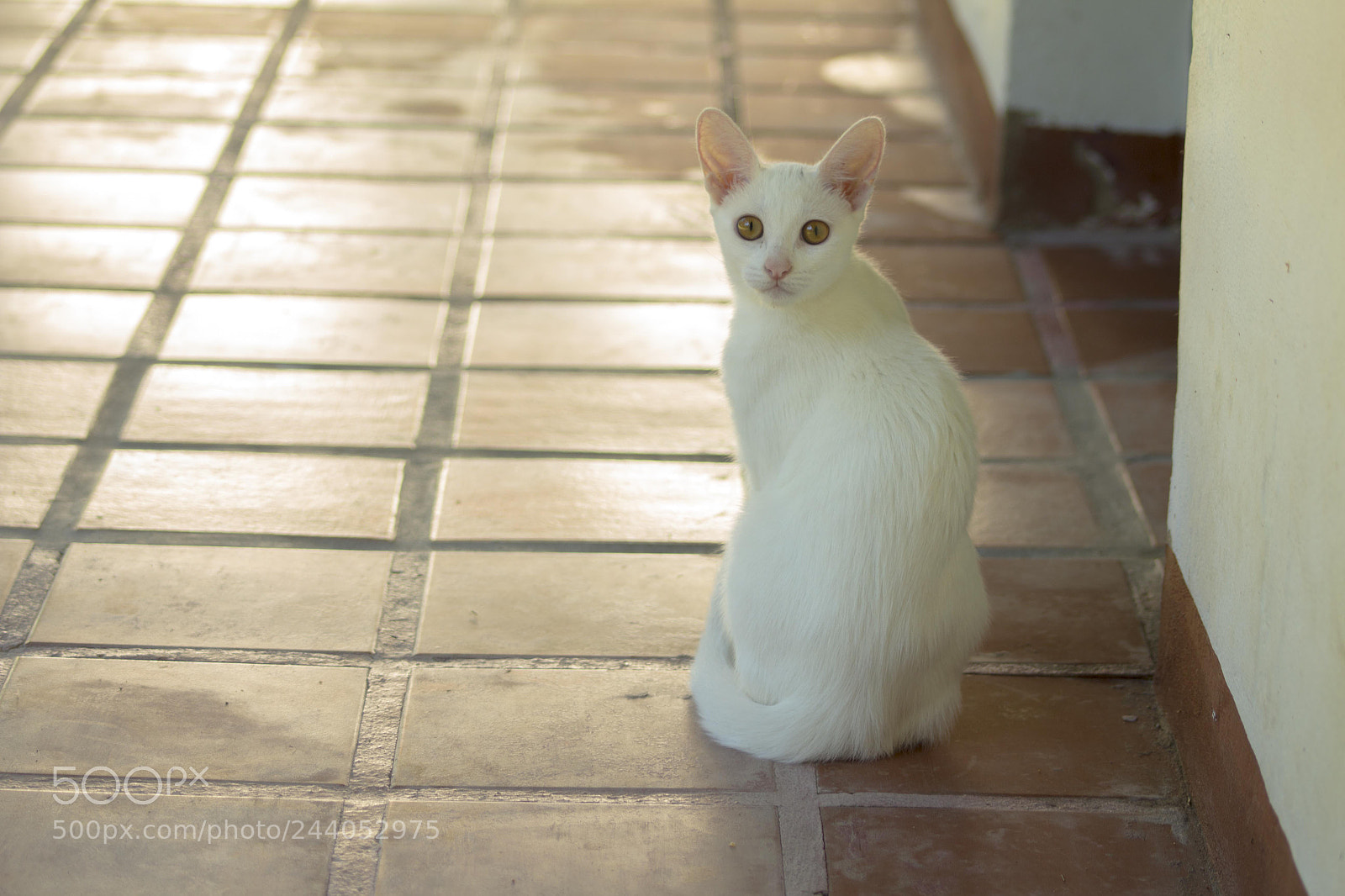 Canon EOS 700D (EOS Rebel T5i / EOS Kiss X7i) sample photo. Sansa photography