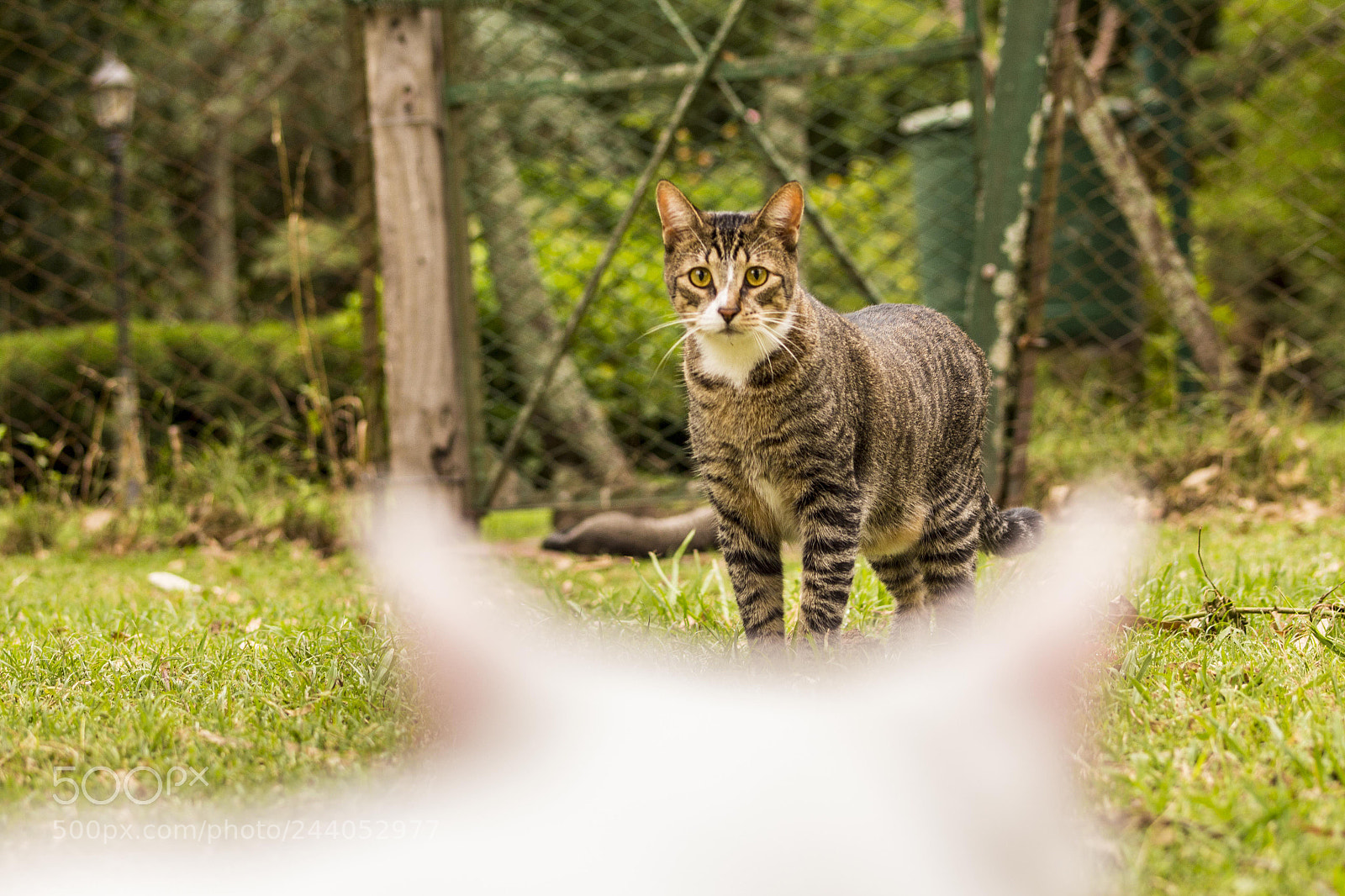 Canon EOS 700D (EOS Rebel T5i / EOS Kiss X7i) sample photo. Tyrion photography