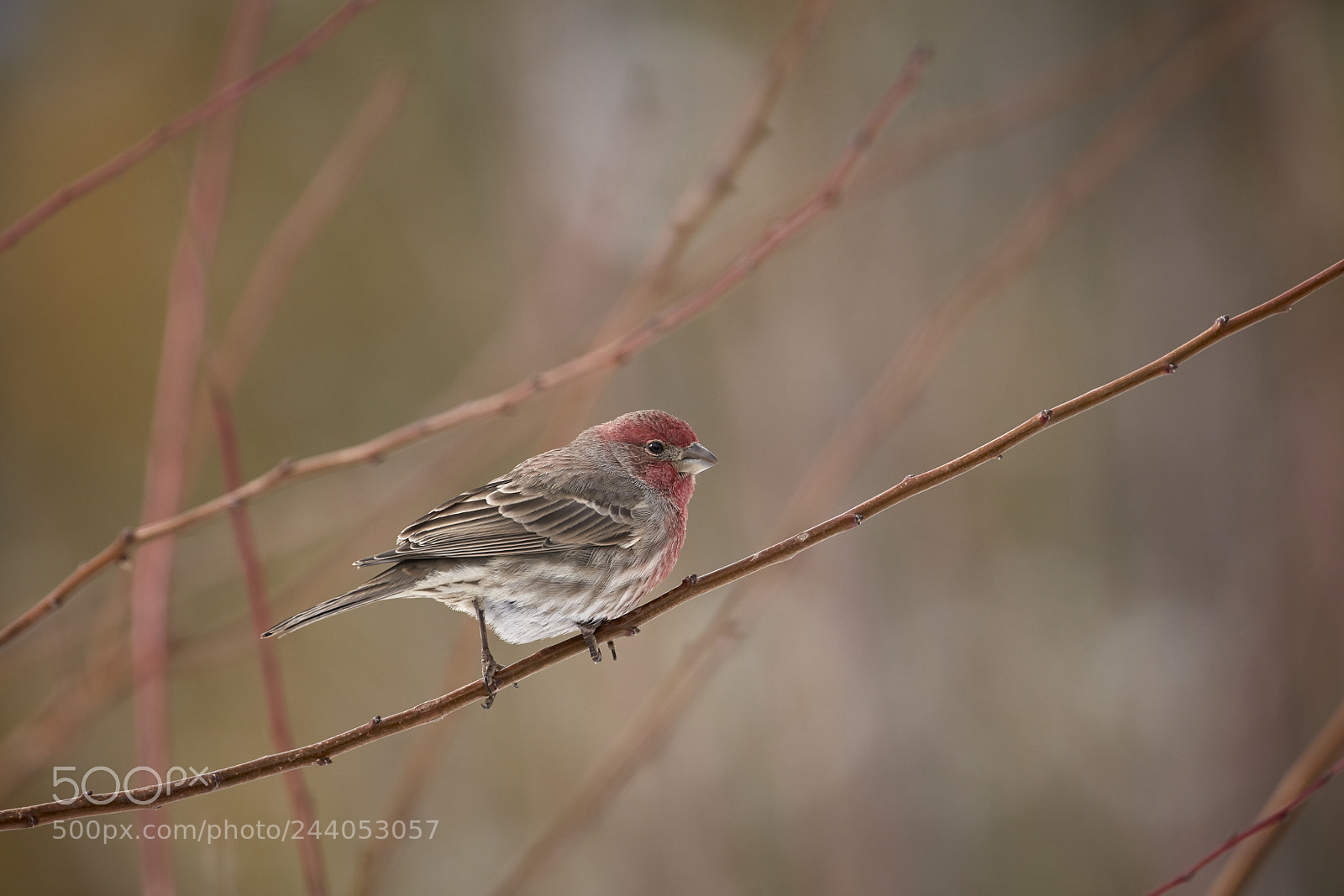 Canon EOS 5DS R sample photo. House finch photography