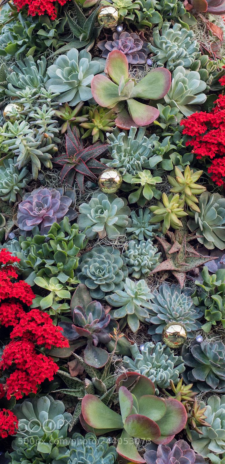 Nikon D500 sample photo. Plants photography