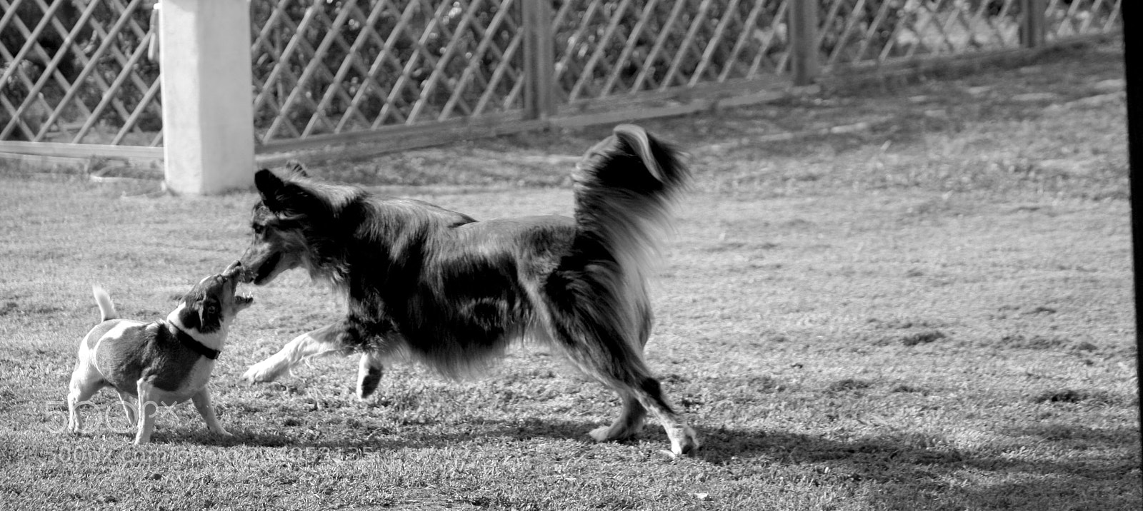 Canon EOS 450D (EOS Rebel XSi / EOS Kiss X2) sample photo. Gli amici photography