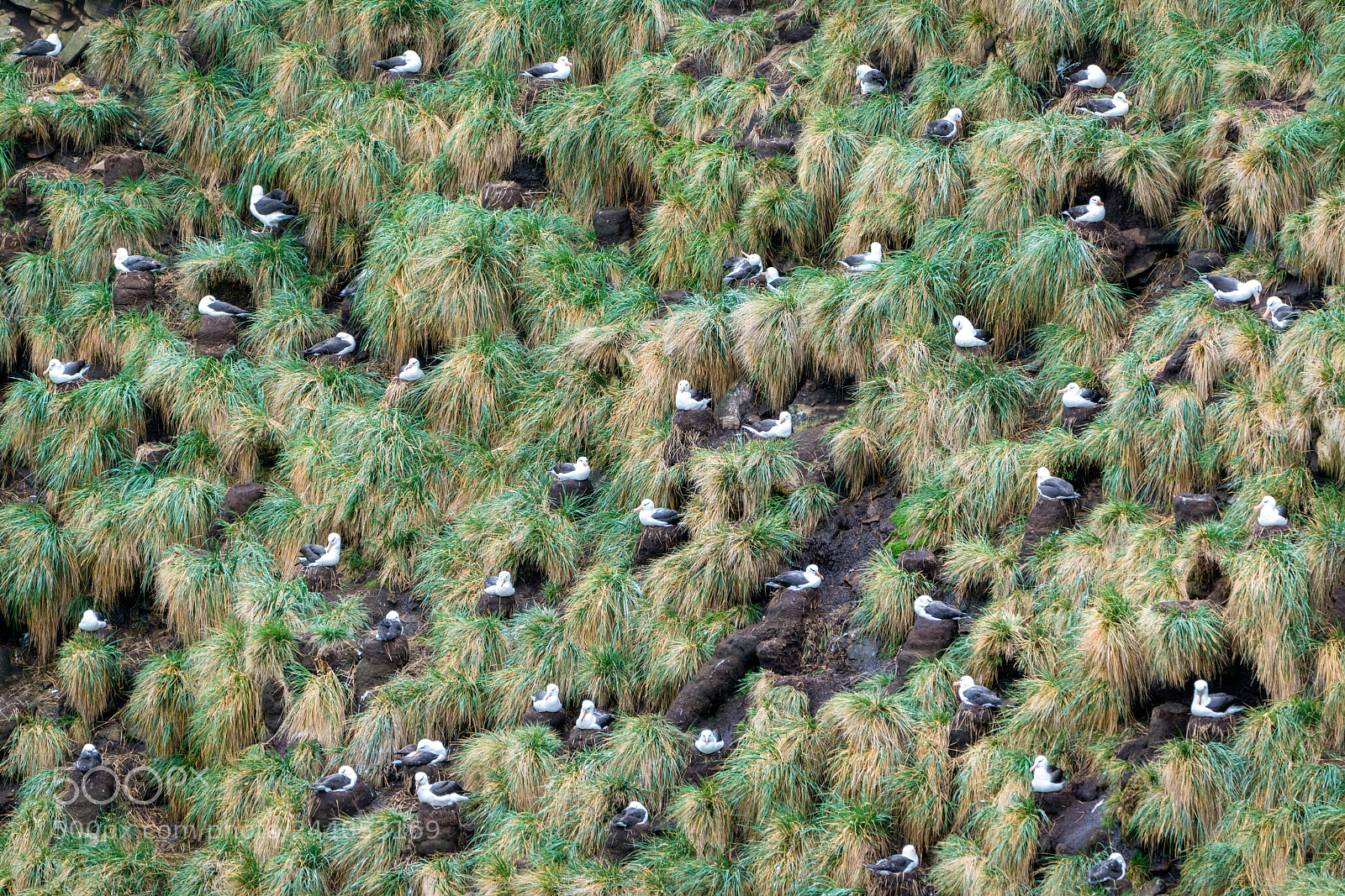 Sony a7R II sample photo. Black-browed albatross photography