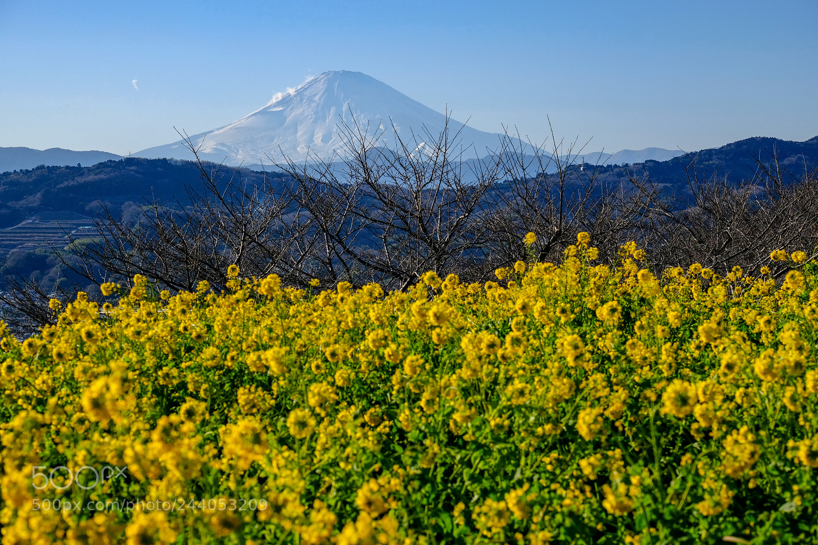 Fujifilm X-Pro2 sample photo. Canola photography