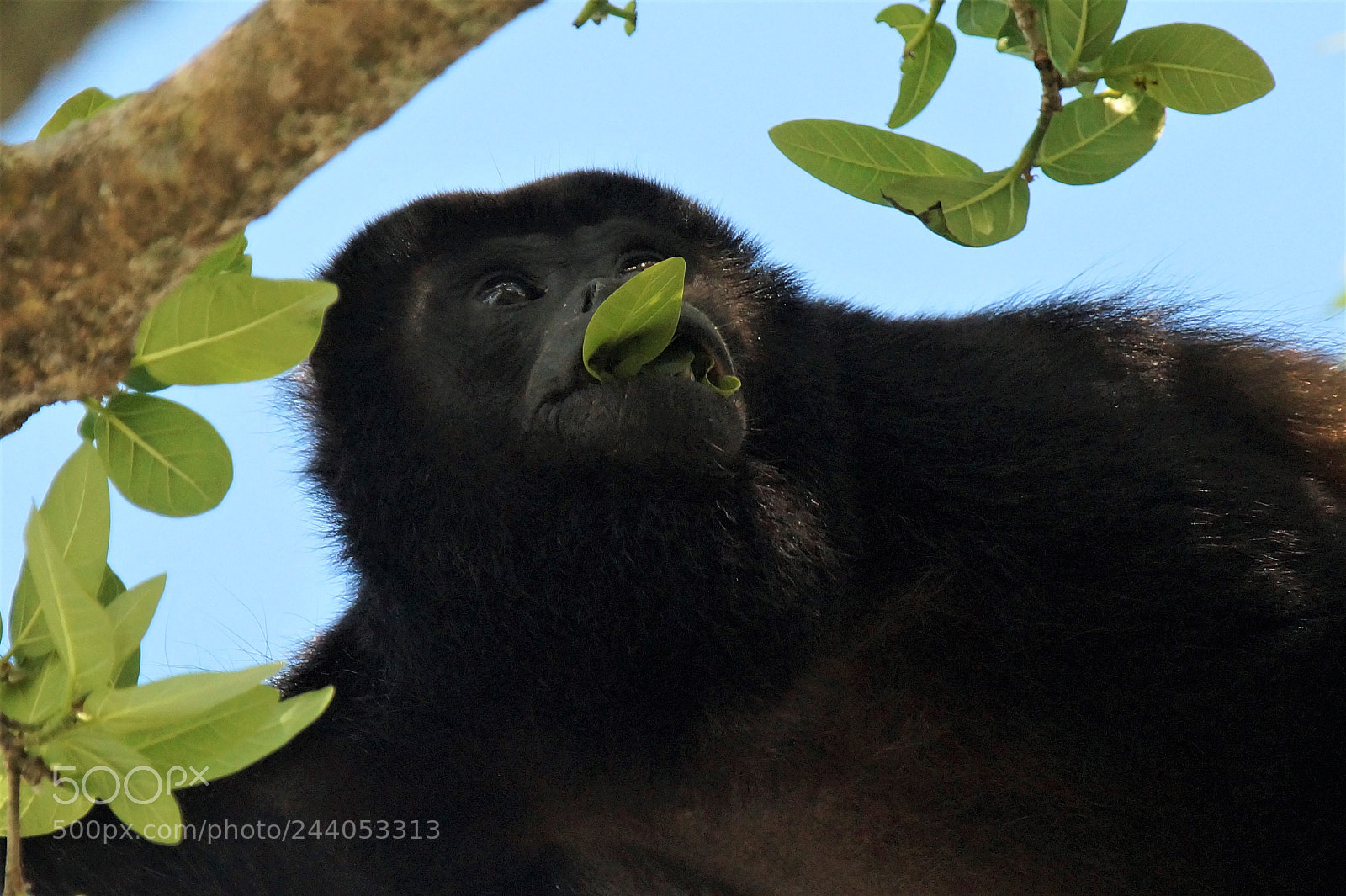 Sony SLT-A58 sample photo. Monkey photography