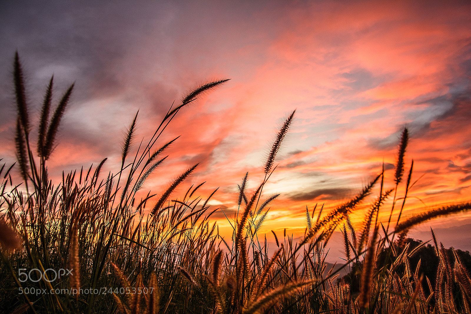 Nikon D7100 sample photo. The reed field photography