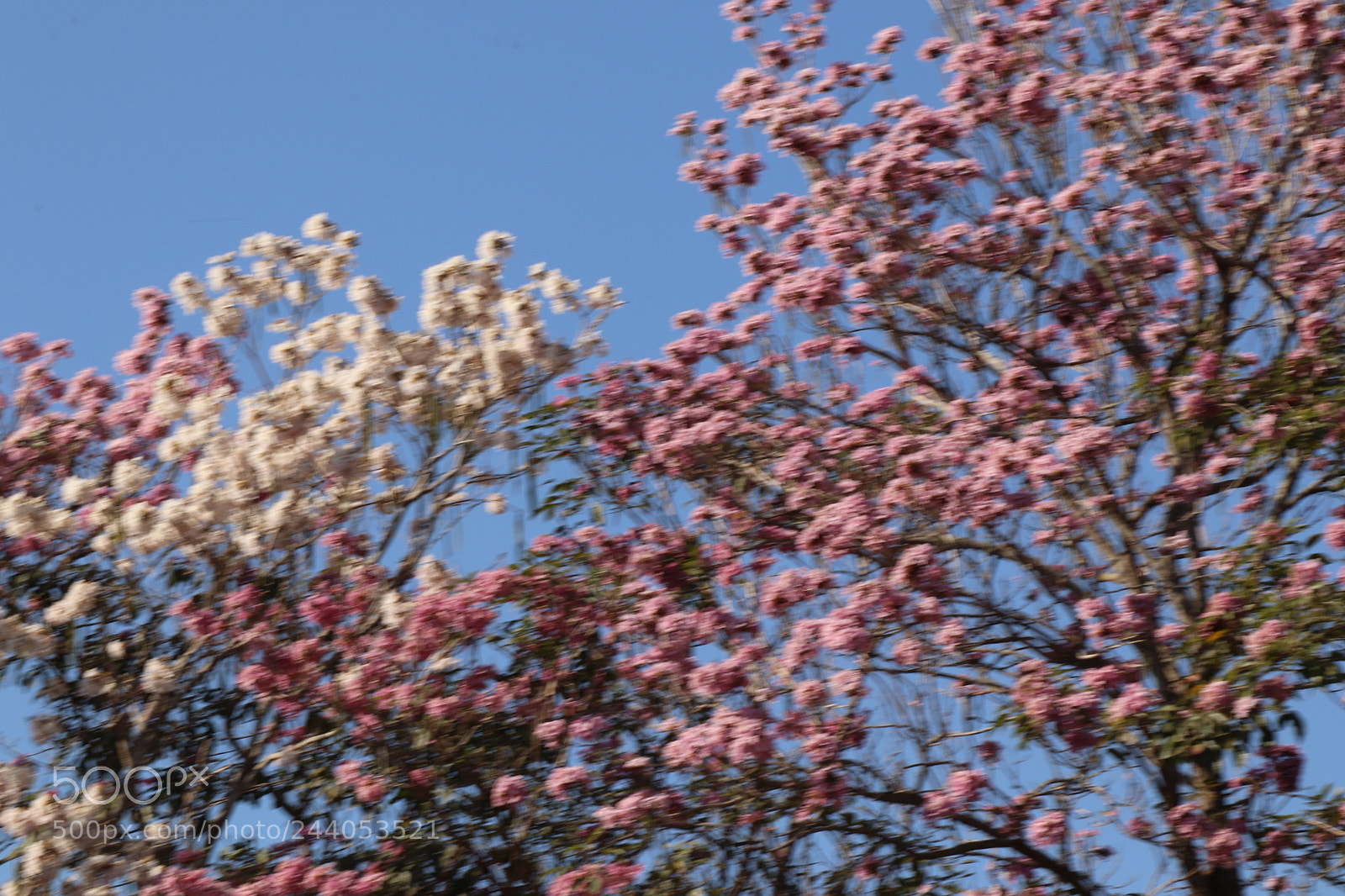 Canon EOS 77D (EOS 9000D / EOS 770D) sample photo. White and pink oak photography