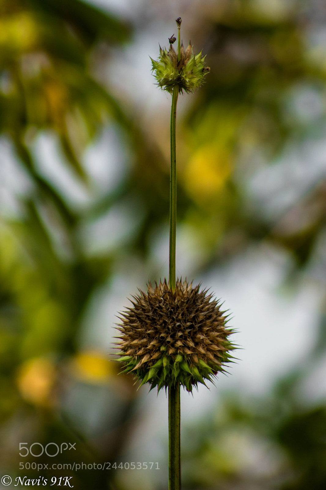 Canon EOS 100D (EOS Rebel SL1 / EOS Kiss X7) sample photo. Spikes.... photography