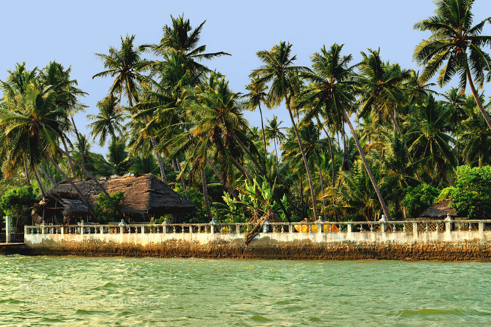 Nikon AF-S Nikkor 50mm F1.8G sample photo. Coconut plantation photography