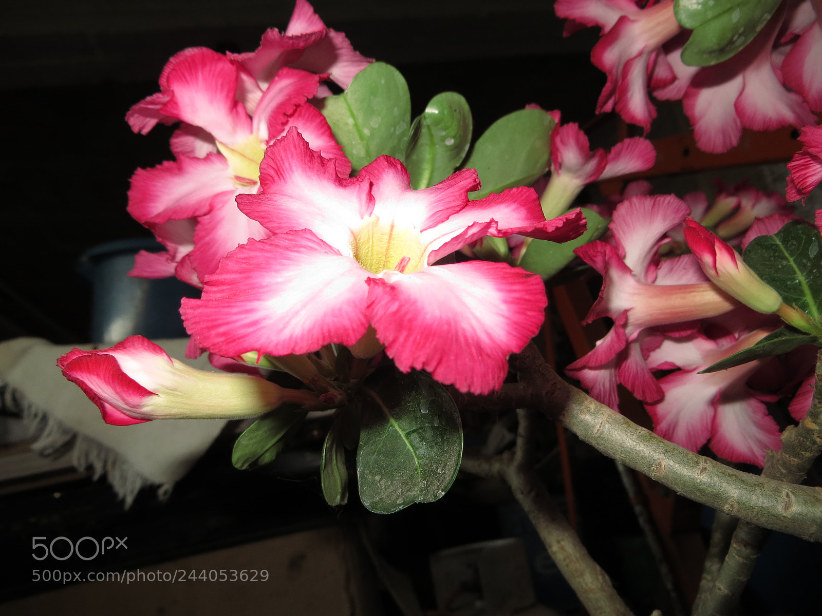 Canon PowerShot SX260 HS sample photo. Flor del desierto photography
