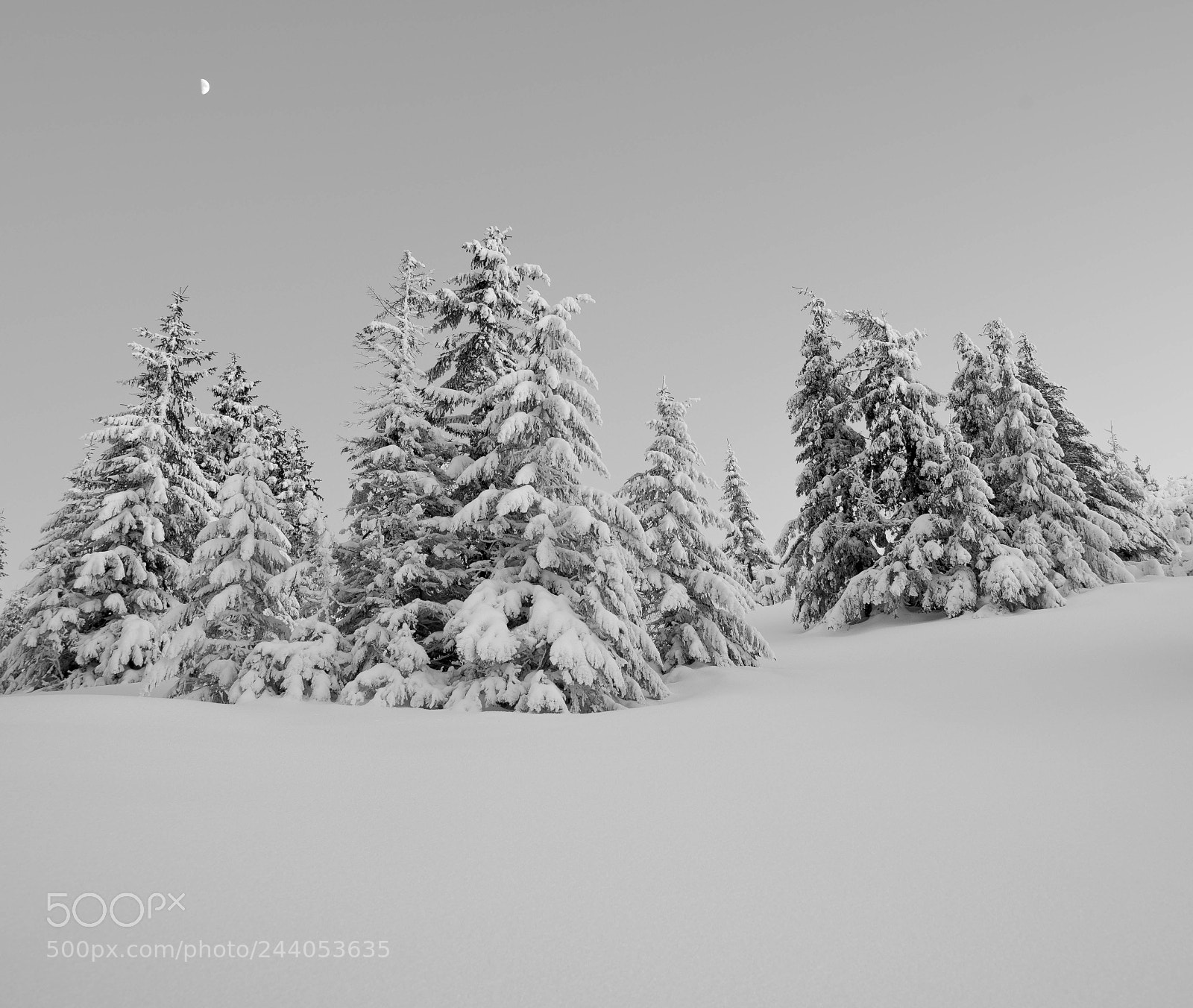 Nikon D610 sample photo. Frozen pines of ceahlau photography