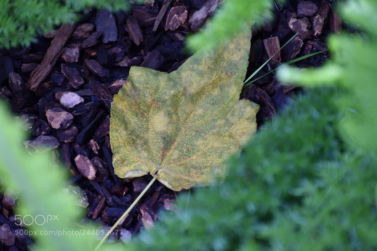 Nikon D3400 sample photo. Fallen leaf photography