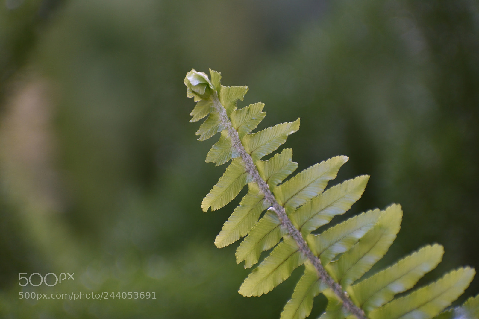 Nikon D3400 sample photo. Garden plant photography