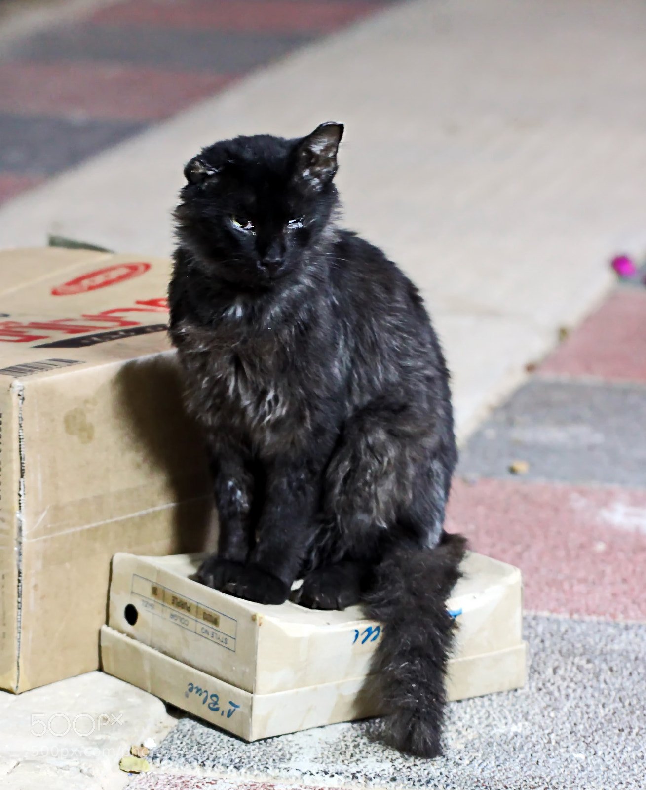 Canon EOS 500D (EOS Rebel T1i / EOS Kiss X3) sample photo. Homy, the homeless... photography