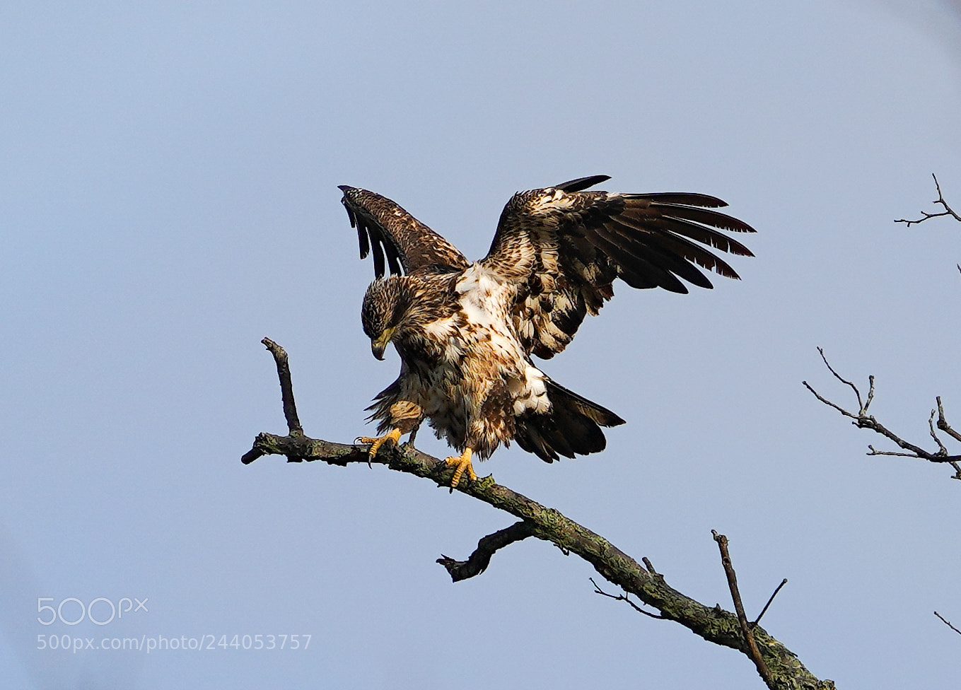 Sony a7R III sample photo. Little eagle photography