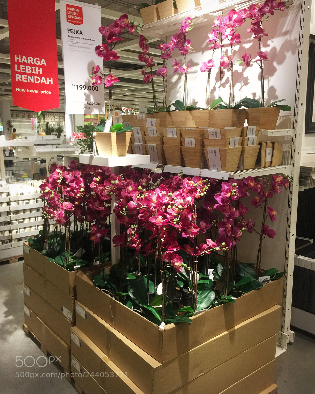 Apple iPhone 6 Plus sample photo. Flowers,ikea indonesia photography