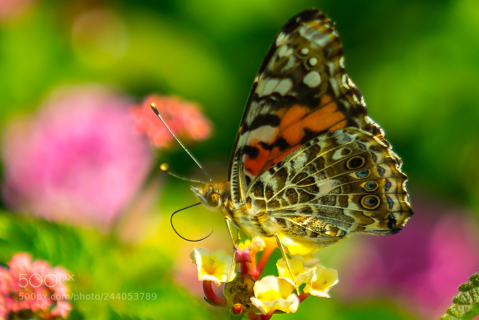 Sony a7R II sample photo. Posing photography