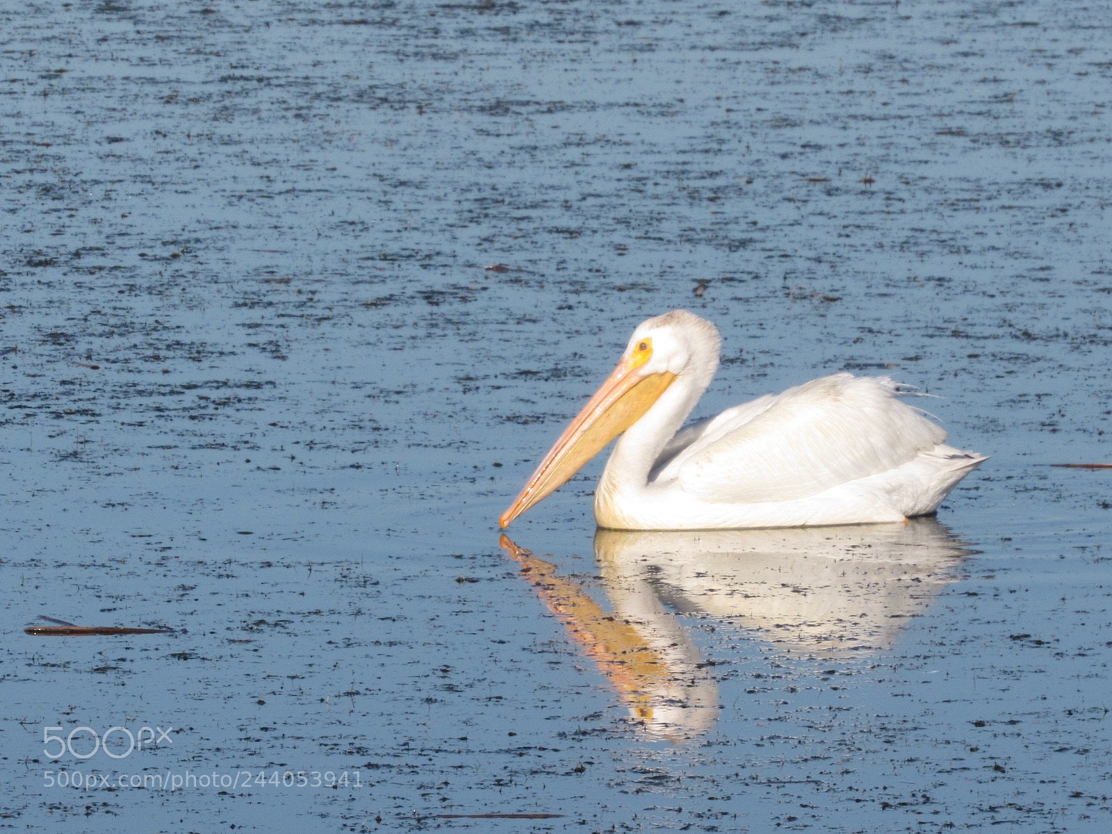 Canon PowerShot SX520 HS sample photo. Pelican photography