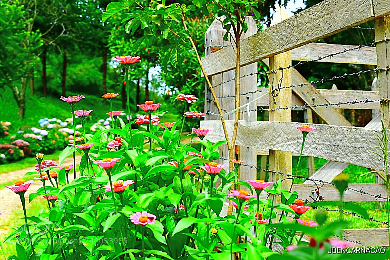 Nikon D5600 sample photo. Flowers photography