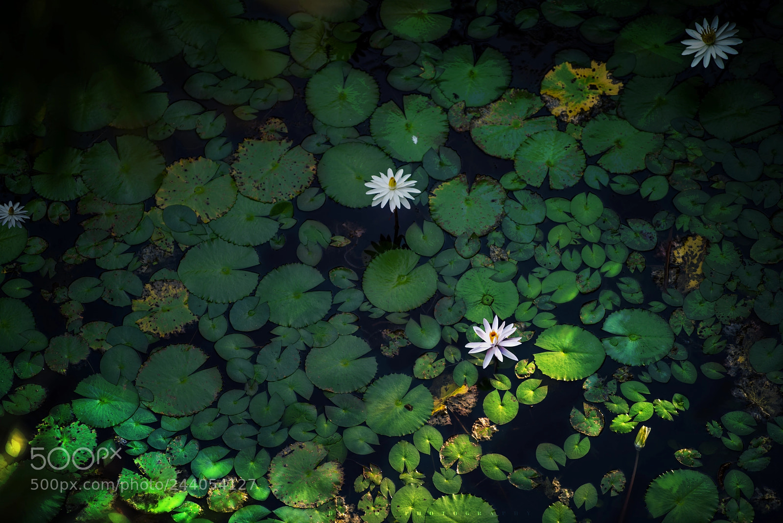 Nikon D810 sample photo. 编辑 photography