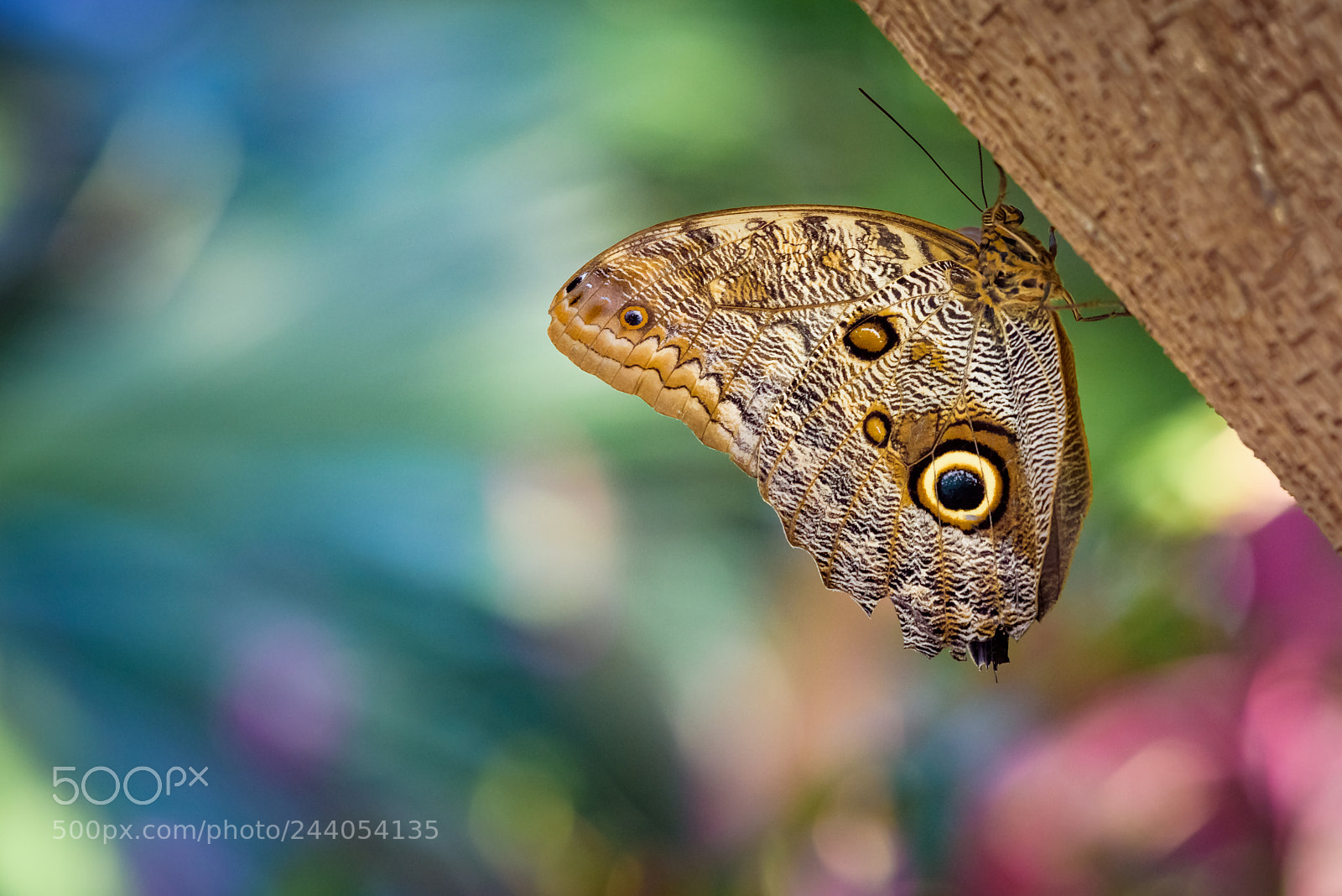 Nikon D810 sample photo. Butterfly & bokeh photography