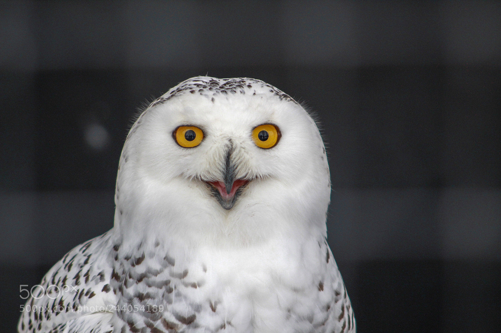Canon EOS 1300D (EOS Rebel T6 / EOS Kiss X80) sample photo. Owl smiley face photography