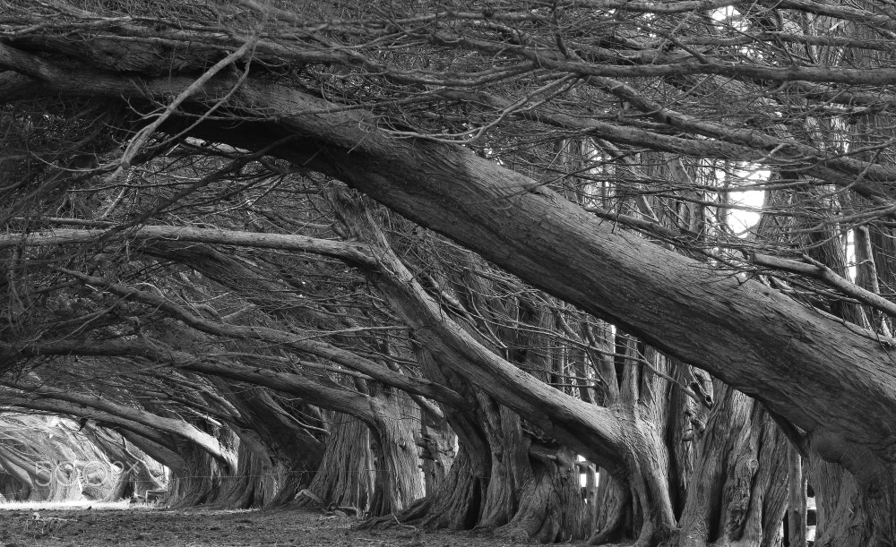Canon EOS 60D sample photo. Macrocarpa pines photography