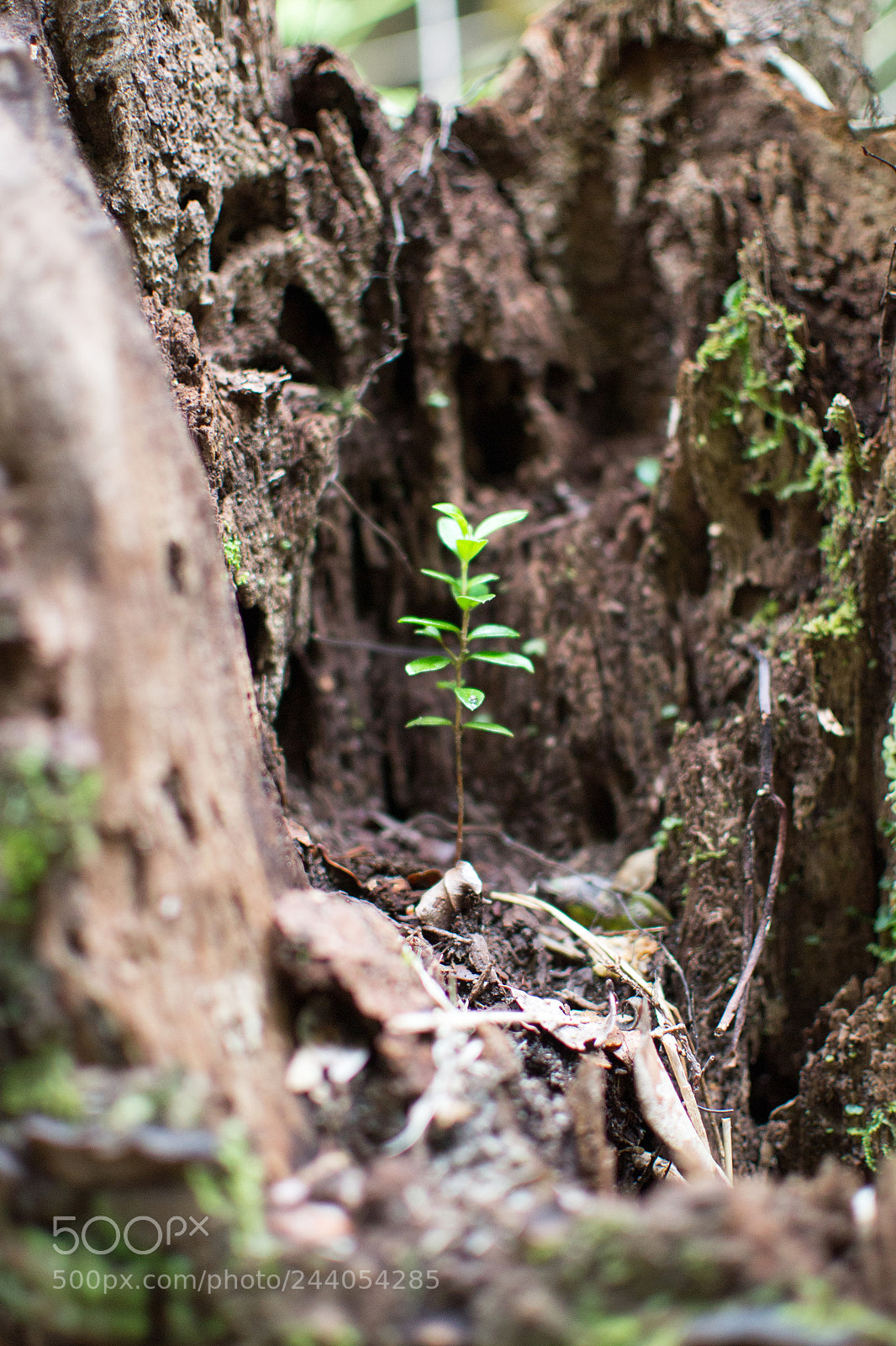 Nikon D3100 sample photo. Life photography