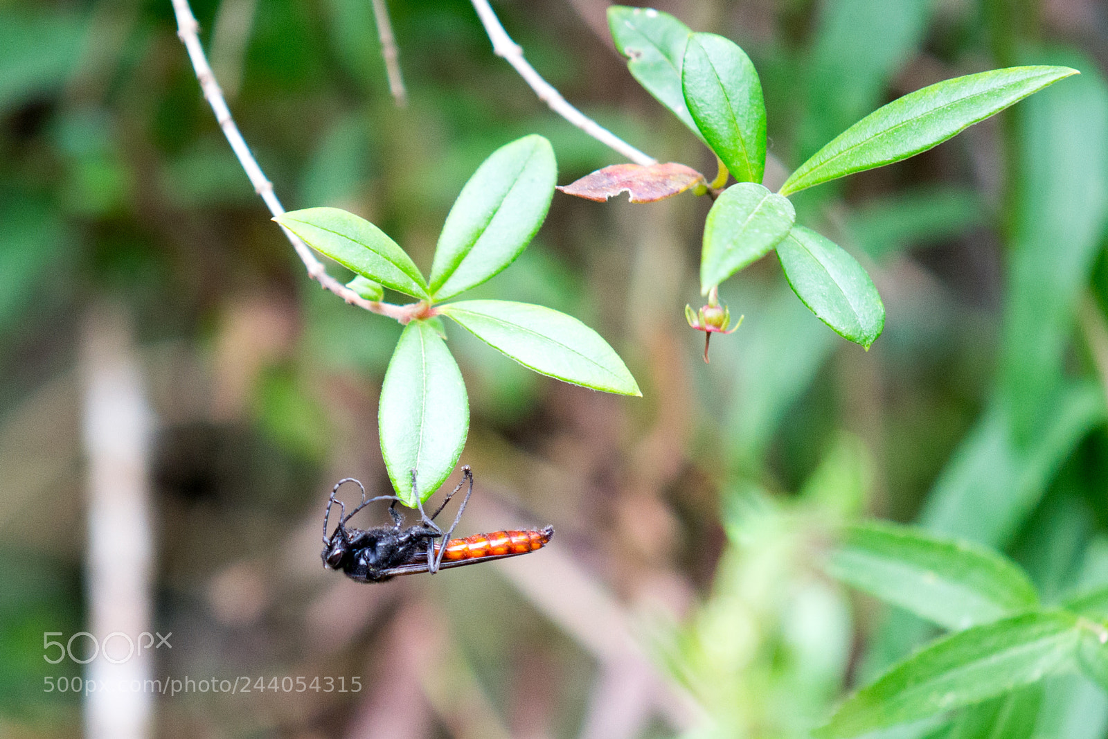 Nikon D3100 sample photo. Petrohue photography