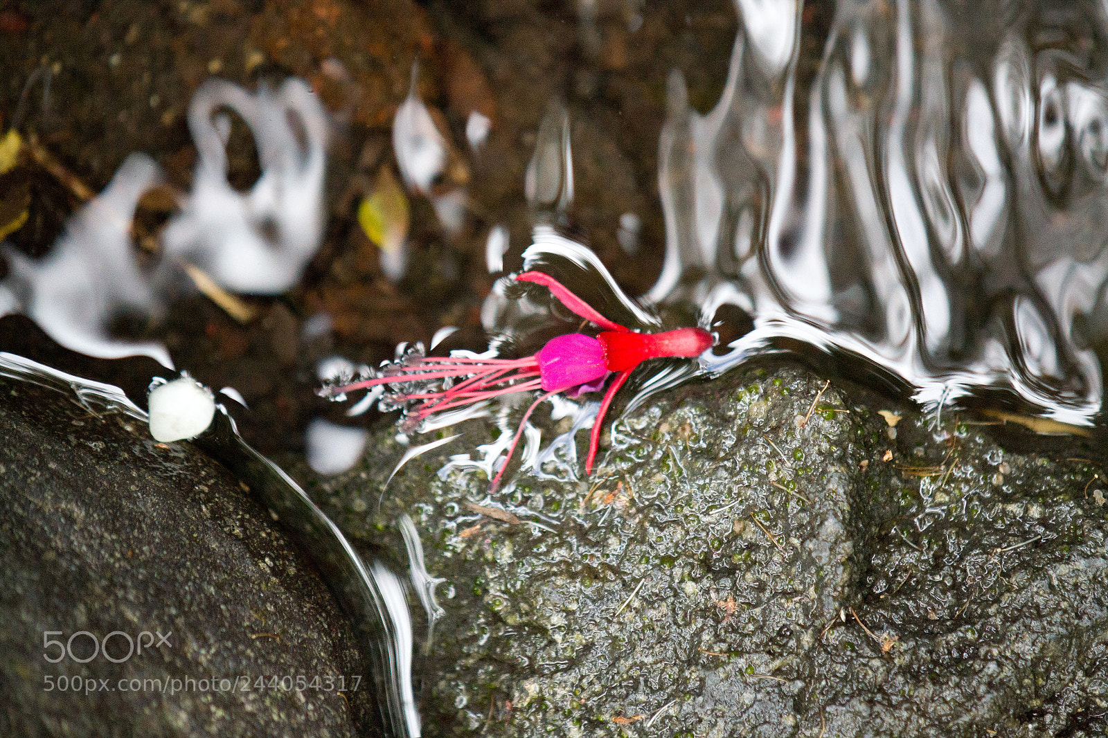 Nikon D3100 sample photo. Lady in the water photography