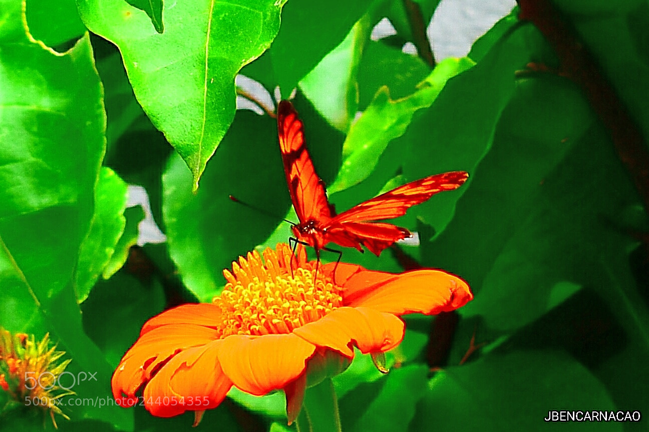 Nikon D5600 sample photo. Butterfly photography