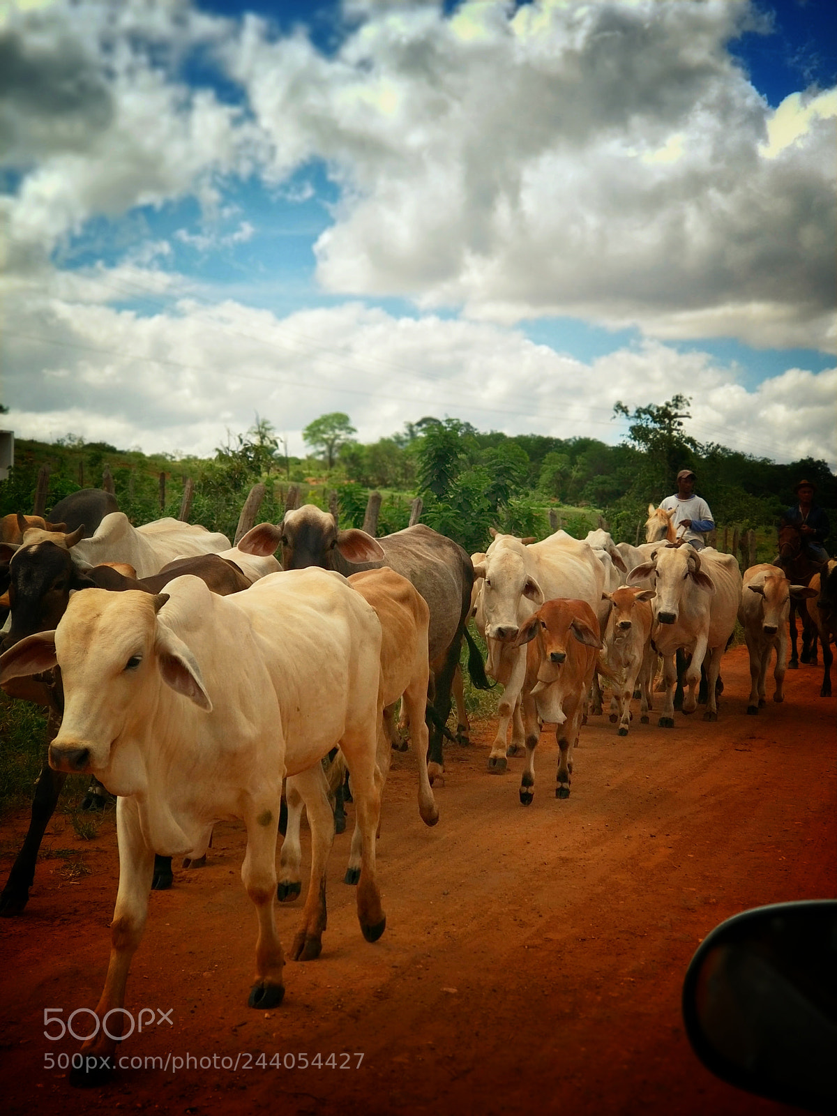 Xiaomi MI6 sample photo. A troop of oxen photography